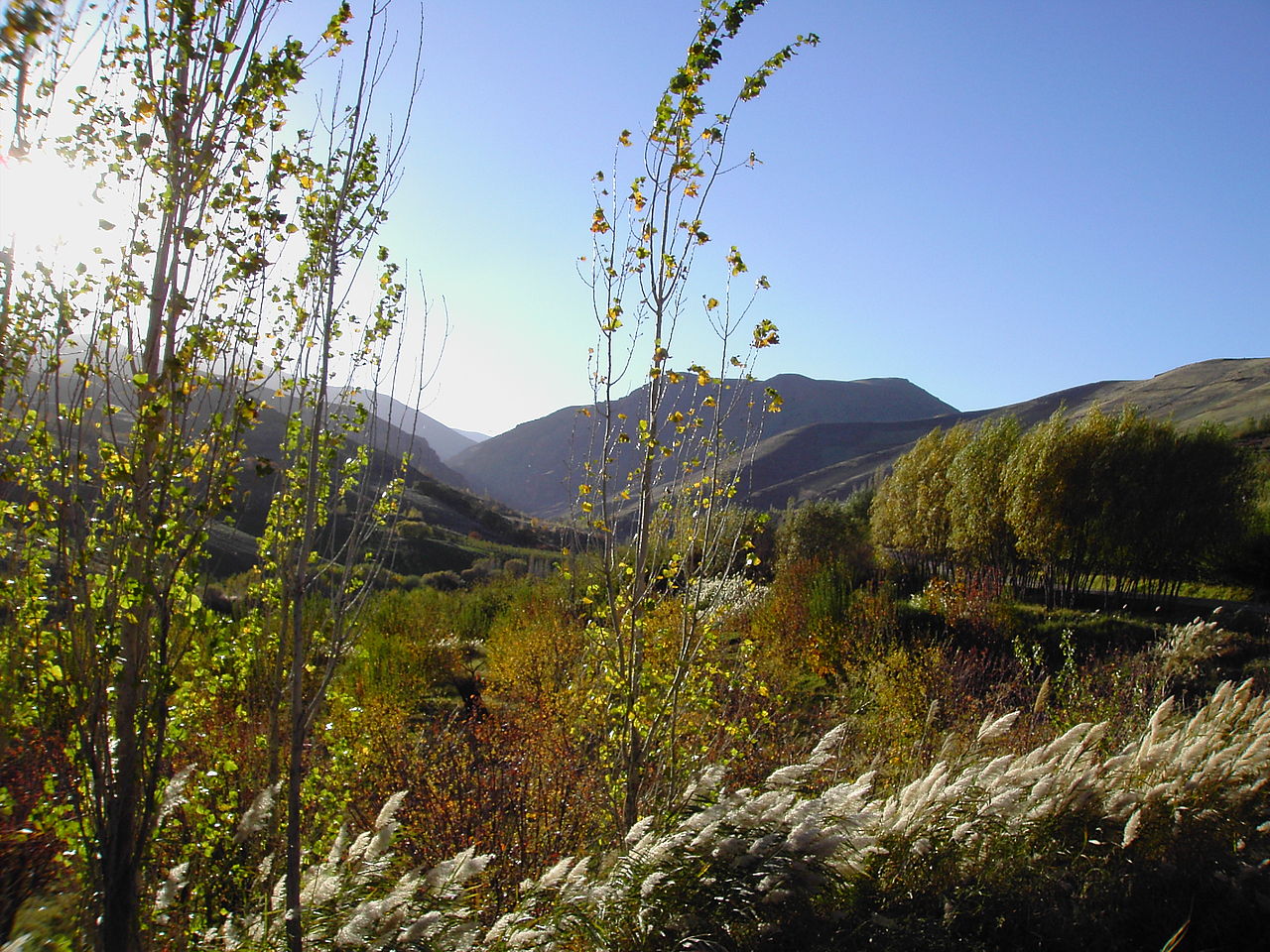 Zagros oak woodland